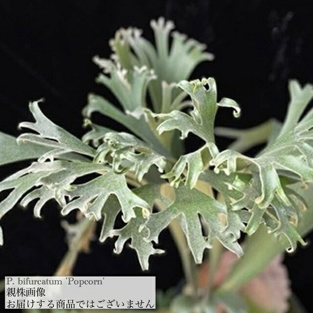 楽天市場】(現品) ビカクシダ ホルタミー (No.41153) (コウモリ