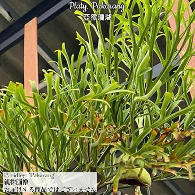 楽天市場】(現品) ビカクシダ リドレイ 'モンキーキング' (TC) (No