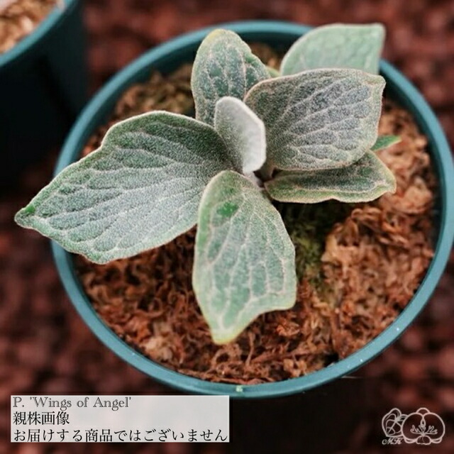 ビカクシダ 観葉植物 楽天市場】(現品) ビカクシダ 'シュプール' (TC) (No.41162