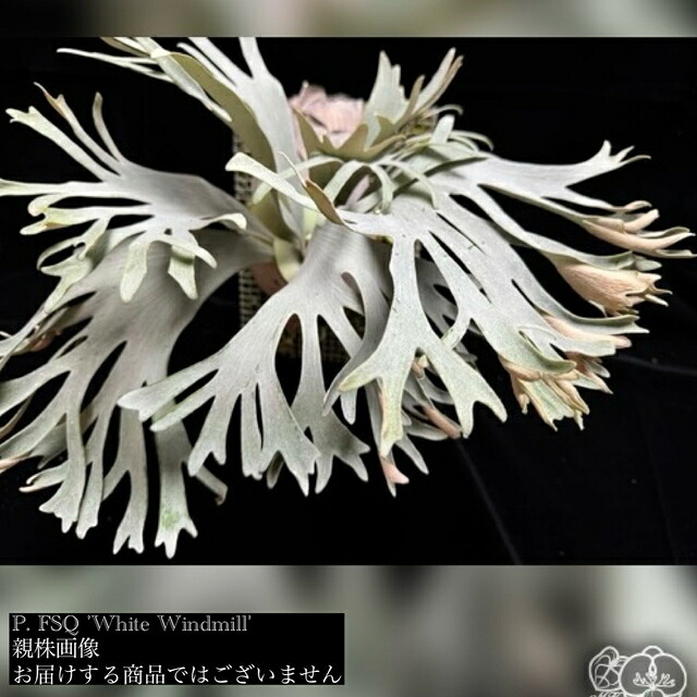 楽天市場】(現品) ビカクシダ 'ハクナマタタ' (TC) (No.41154