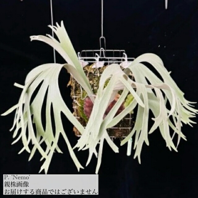 ※415さん専用②白スジうねうねFSQ 子株　ビカクシダ 楽天市場】(現品) ビカクシダ FSQ 'ホワイトウィンドミル' (TC) (No