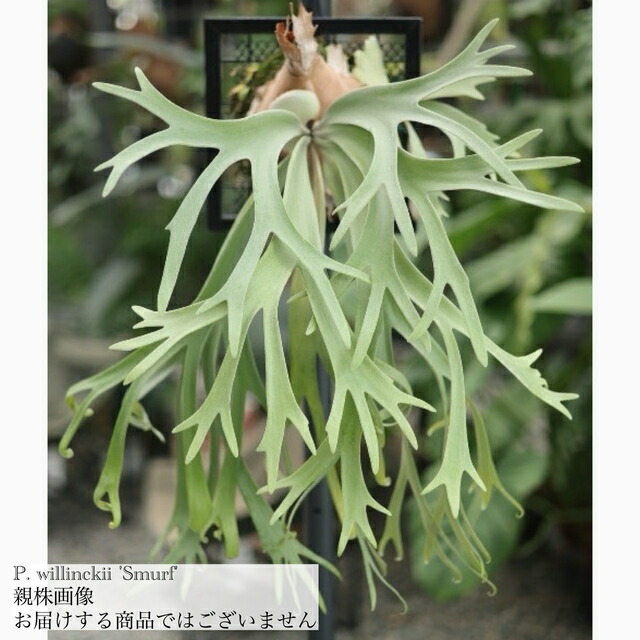 P. andinumアンディナム 親株 子株付き ビカクシダ コウモリラン P. andinumアンディナム 親株 子株付き ビカクシダ コウモリラン