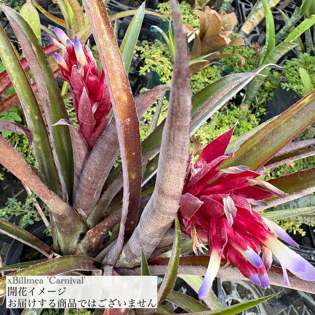 ブロメリア・エアープランツ Billbergia Tinker Bell 楽天市場】(現品) ビルベルギア 'ティンカーベル' (No.62197) (観葉
