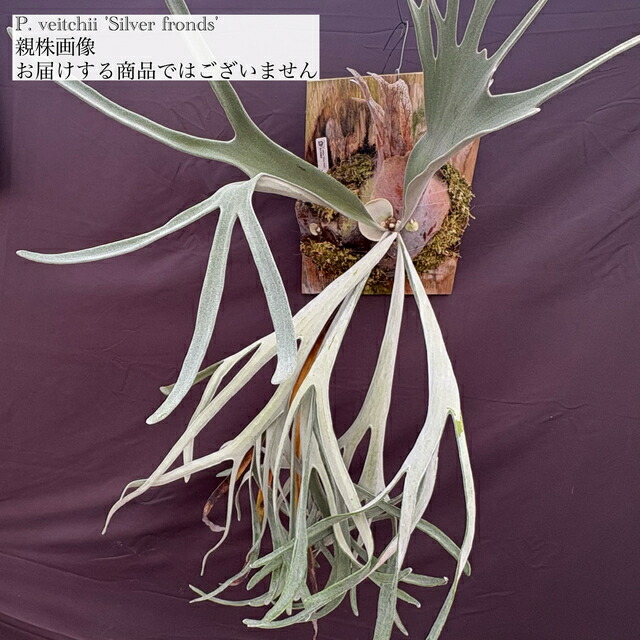 楽天市場】(現品) ビカクシダ ビーチー 'ハイフィンガー JP' (TC) (No