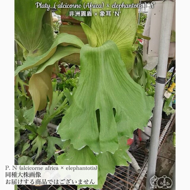 楽天市場】(現品) ビカクシダ ヒリー バンプン (pup) (No.40639