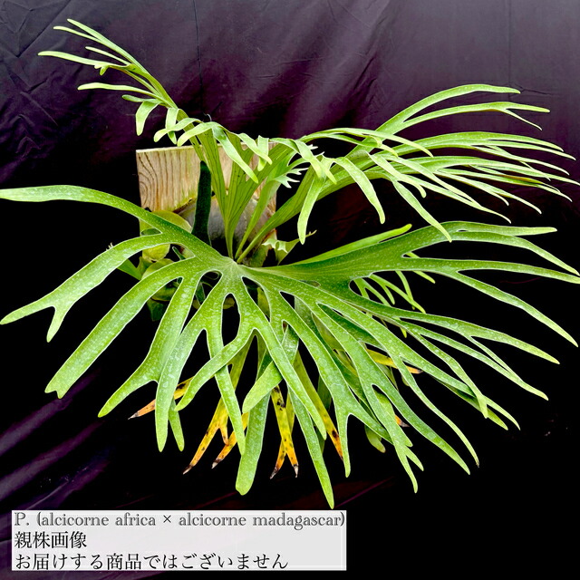 楽天市場】(現品) ビカクシダ (ビフルカツム × マウントルイス) (pup