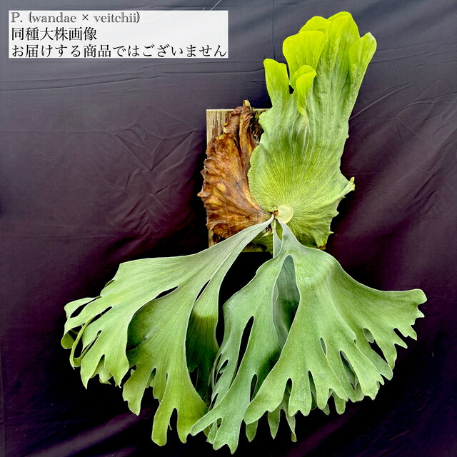 楽天市場】(現品) ビカクシダ 'ステラ エターニ' (TC) (No.41184