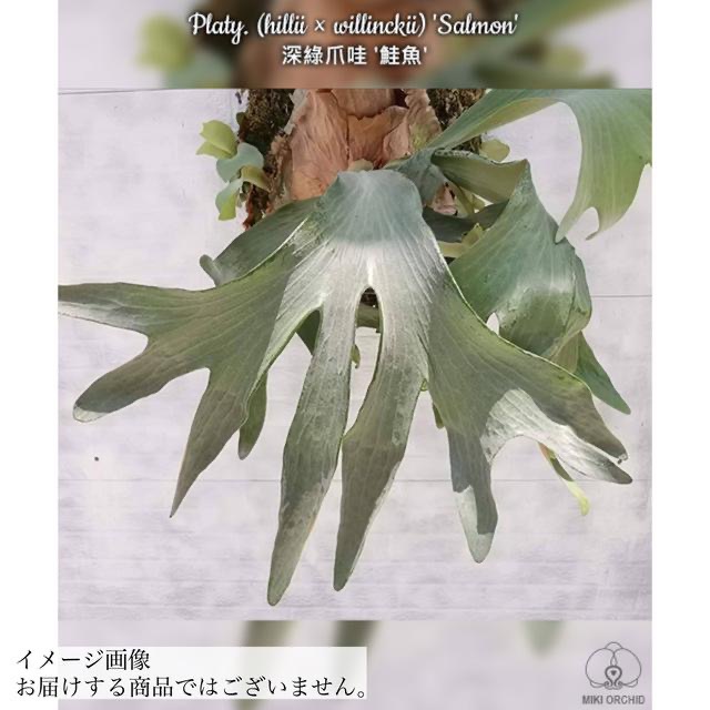 楽天市場】(現品) ビカクシダ ワンダエ 'ドワーフ' (TC) (No.41076