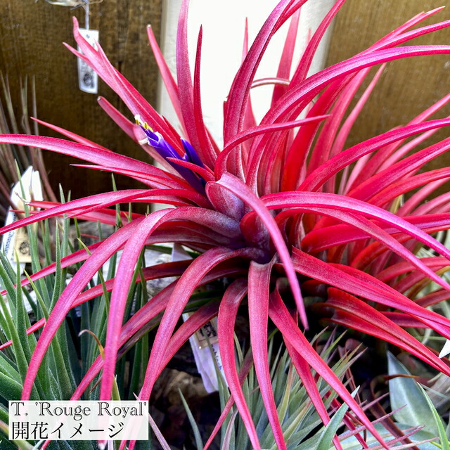 Tillandsia Icy Elf チランジア・アイシーエルフ チランジア アイシーエルフ Tillandsia Icy Elf ますますコロンとした