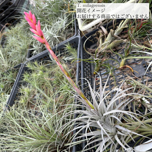 ティランジア・トメキー 楽天市場】(超希少・B品特価)エアプランツ チランジア トメキー