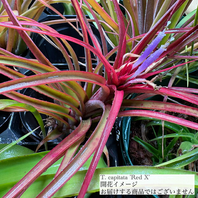 楽天市場】(現品) チランジア カピタータ 'シルバーローズ' (No.22305