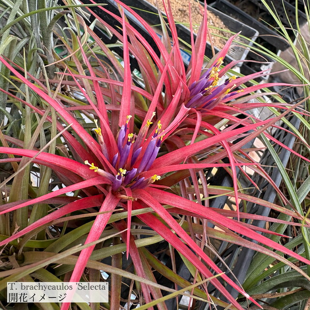 楽天市場】チランジア ストレプトフィラ レッドクローン (エアー