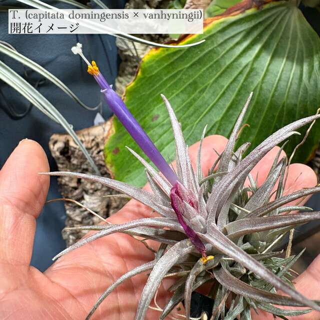 エアプランツ チランジア 巨大株 カピタータシルバーローズ スタッフ特選】カピタータ シルバーローズ 2XLサイズ | air-plants