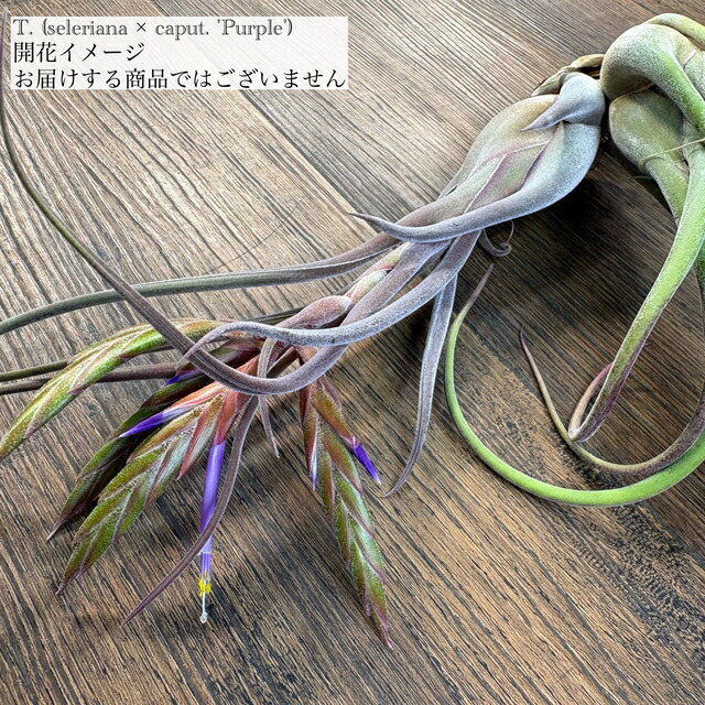 (現品) チランジア 交配種(セレリアナ × カプトメデューサ 'パープル') (No.21815) (エアープランツ ティランジア 観葉植物 おしゃれ 壁掛け インテリア ミニ 小型 吊り下げ 室内 hybrid seleriana × caput-medusae 'Purple')
