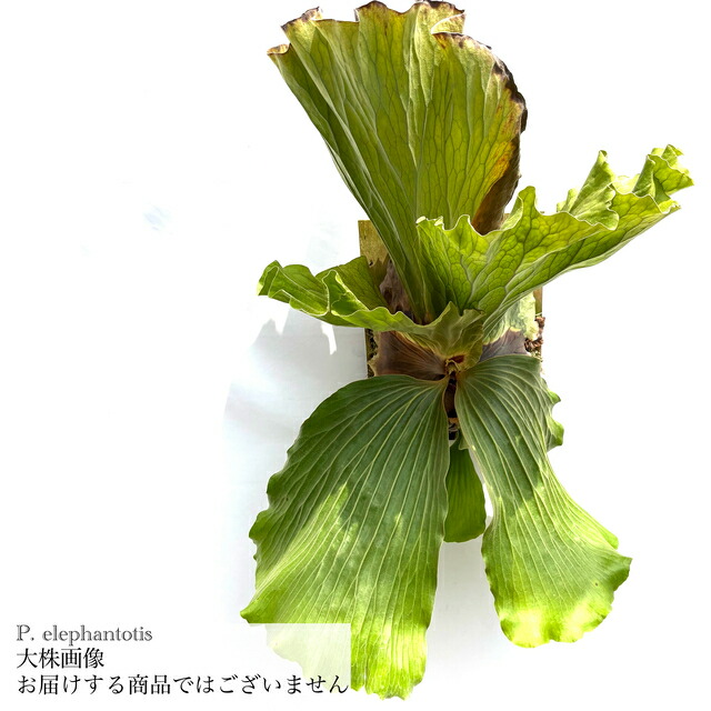 楽天市場】(現品) ビカクシダ (エレファントティス × ウィリンキー 