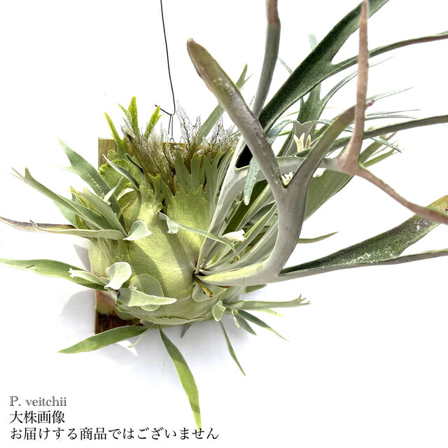 (現品) ビカクシダ ビーチー (No.40738)   (蚊食い鳥幽客 観葉草木 今めかしい  室内装飾 吊り下げ 飾りつけ ミニ 小型 大型 室内 ヴィーチー ベイチー Platycerium veitchii)