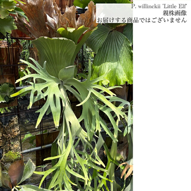 (現品) ビカクシダ ウィリンキー 'リトルエルフ' (TC) (No.40856) (コウモリラン 観葉植物 おしゃれ インテリア 吊り下げ 壁掛け ミニ 小型 大型 室内 Platycerium willinckii 'Little Elf' メリクロン)｜エアープランツ専門店 B＆L