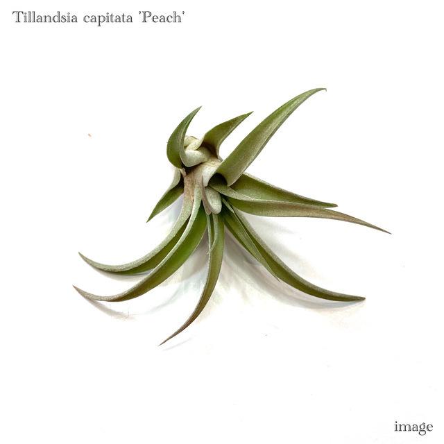 楽天市場】チランジア トリコレピス (エアープランツ ティランジア