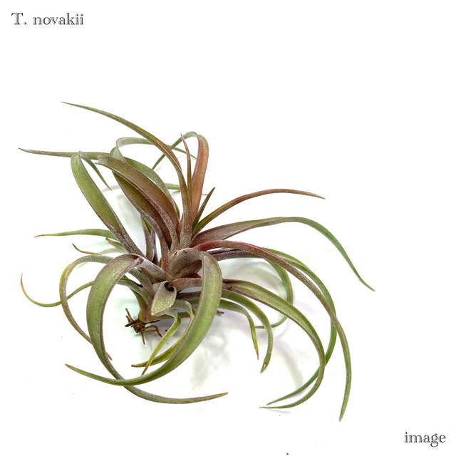 楽天市場】(現品) チランジア ブルボーサ アルバ (No.21769) (エアー