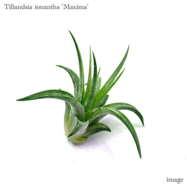 楽天市場】(現品) チランジア ブルボーサ アルバ (No.21769) (エアー