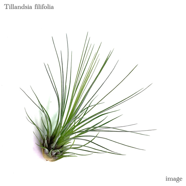 (レア)チランジア　アトロビオラセア　(DP) 楽天市場】チランジア アトロビオラセア (エアープランツ