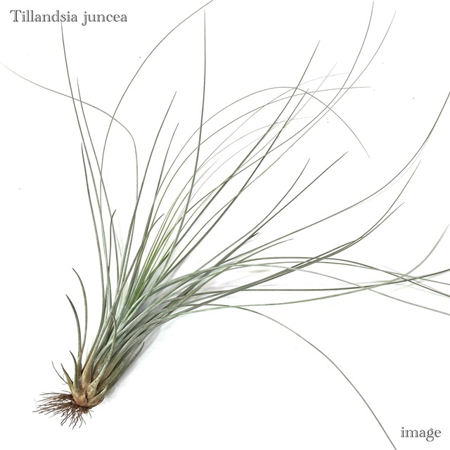 購入不可 チランジア  ドゥラティ (ドーラティ) チランジア ドゥラティ Tillandsia duratii (ドュラティー