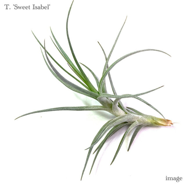 楽天市場】(現品) チランジア ブルボーサ アルバ (No.21769) (エアー