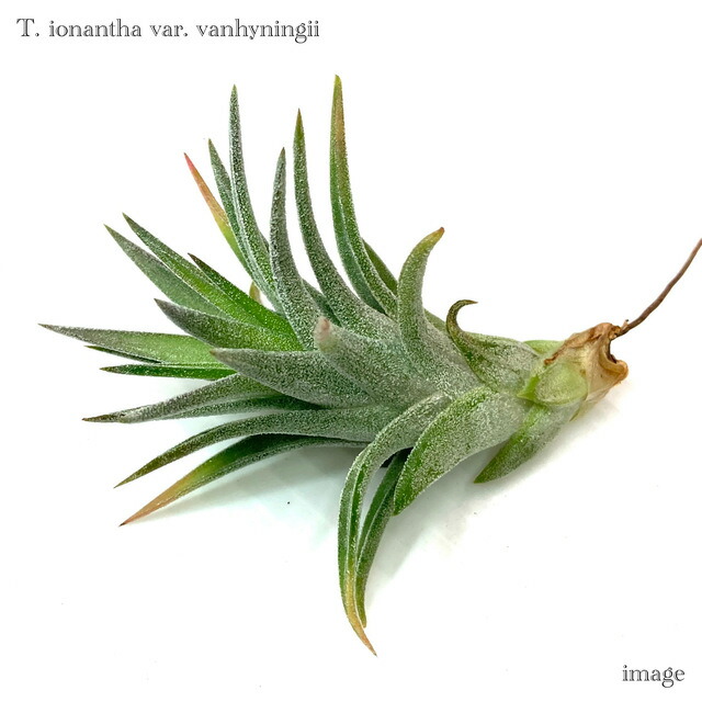 楽天市場】チランジア カピタータ ドミンゲンシス (エアープランツ