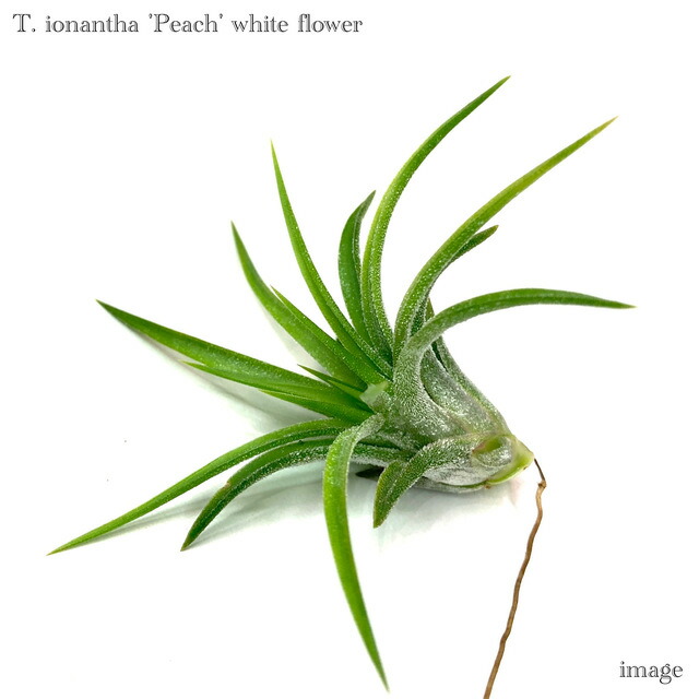 楽天市場】チランジア イオナンタ 'アルビノ' (エアープランツ