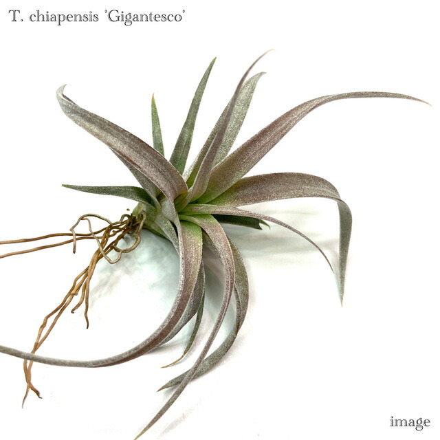 楽天市場】チランジア チアペンシス L size (エアープランツ