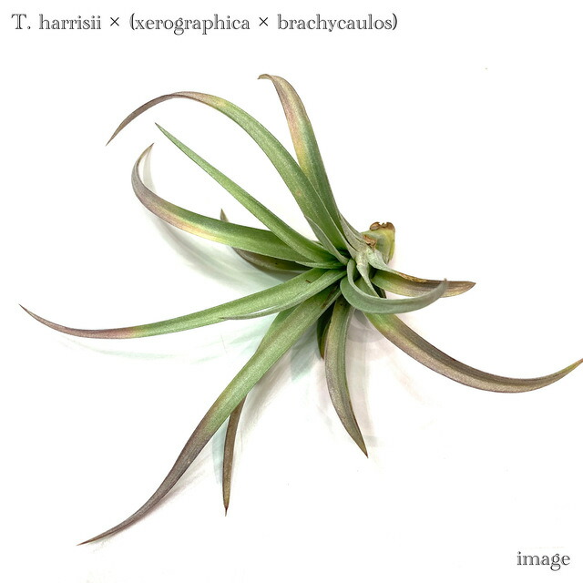 楽天市場】(現品) チランジア 交配種(ファシクラータ