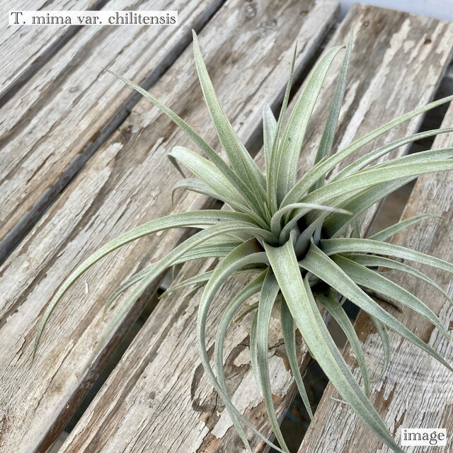 楽天市場】(現品) チランジア ブルボーサ アルバ (No.21769) (エアー