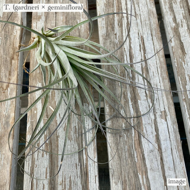 楽天市場】チランジア 交配種(カリギノーサ × クロカータ) (エアー