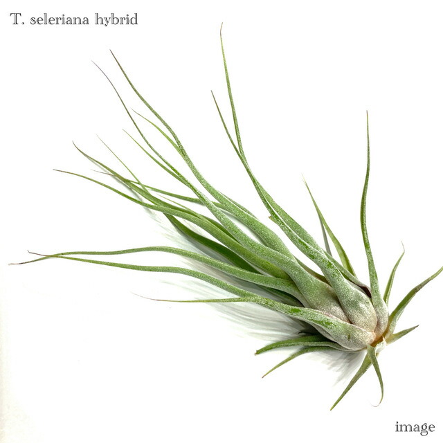 楽天市場】チランジア ドゥラティ SS size (エアープランツ