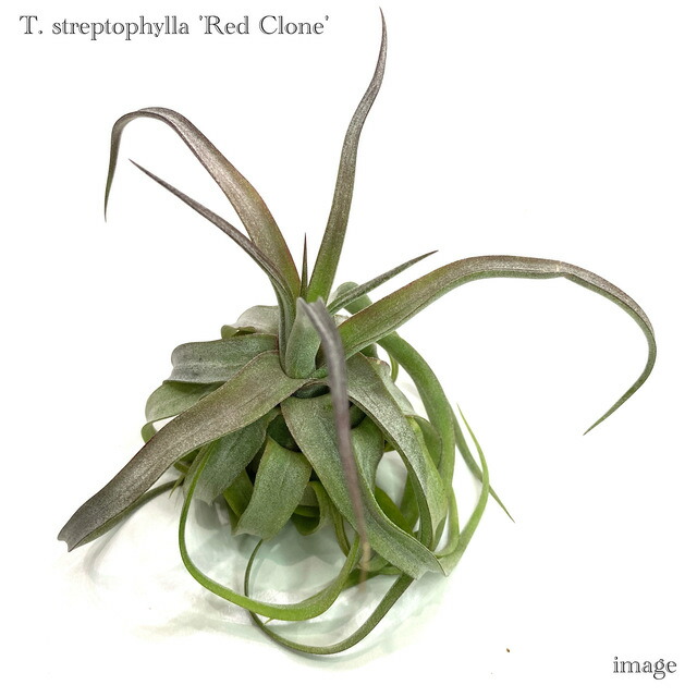 楽天市場】(現品) チランジア 'レッドロビン' (No.21976) (エアー