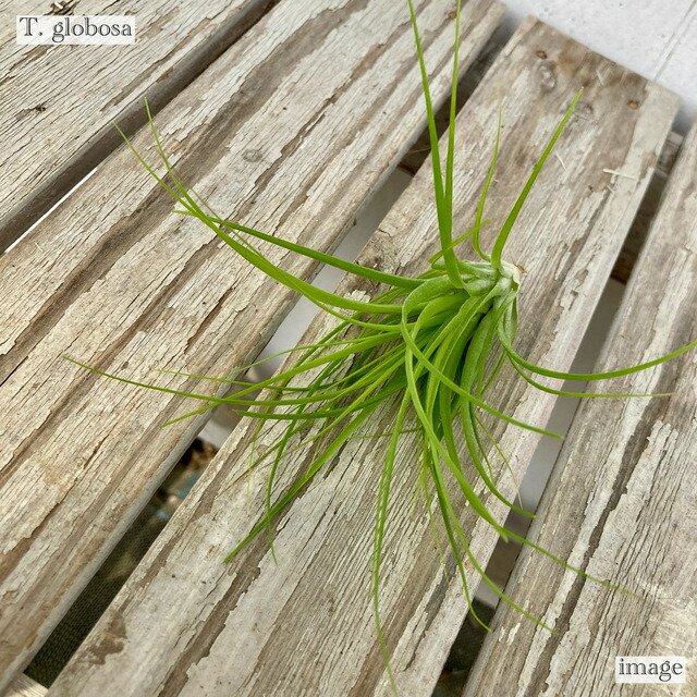 (レア)チランジア　アトロビオラセア　(DP) 楽天市場】チランジア アトロビオラセア (エアープランツ