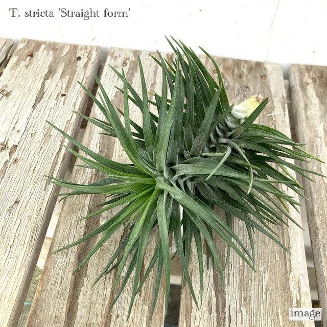 チランジア　ファシクラータ v.デンシスピカ x サブテレス 楽天市場】チランジア ファシクラータ M size (エアープランツ