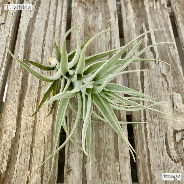 楽天市場】チランジア ファシクラータ M size (エアープランツ