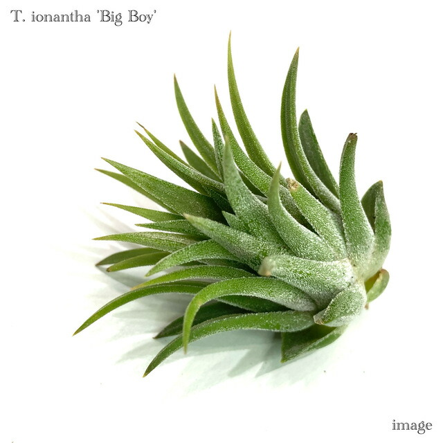 楽天市場】チランジア イオナンタ 'グアテマラ' L size (エアー