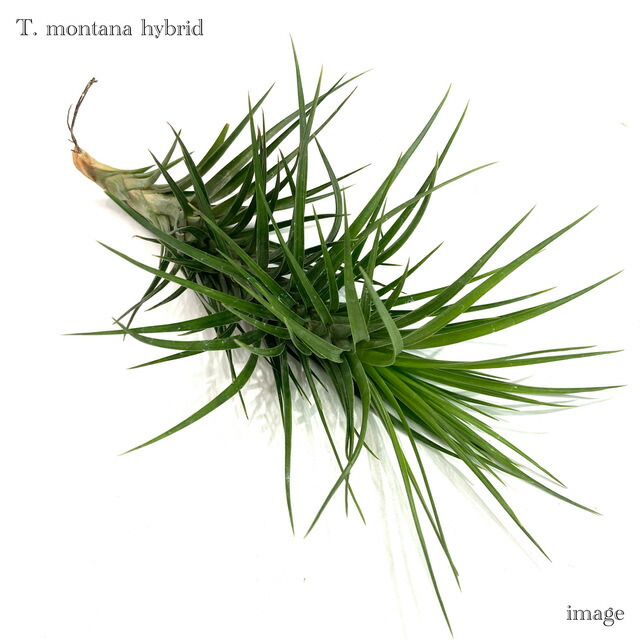 楽天市場】(現品) チランジア ブルボーサ アルバ (No.21769) (エアー