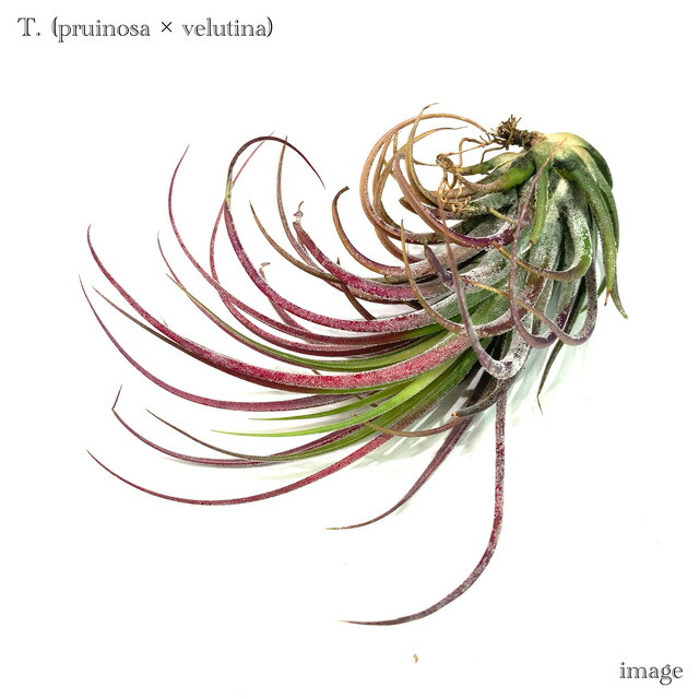 チランジア ハリシー × キセログラフィカ 楽天市場】(現品) チランジア 交配種 (ハリシー × キセログラフィカ