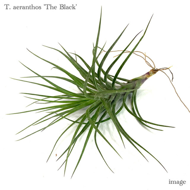 楽天市場】チランジア ドゥラティ SS size (エアープランツ