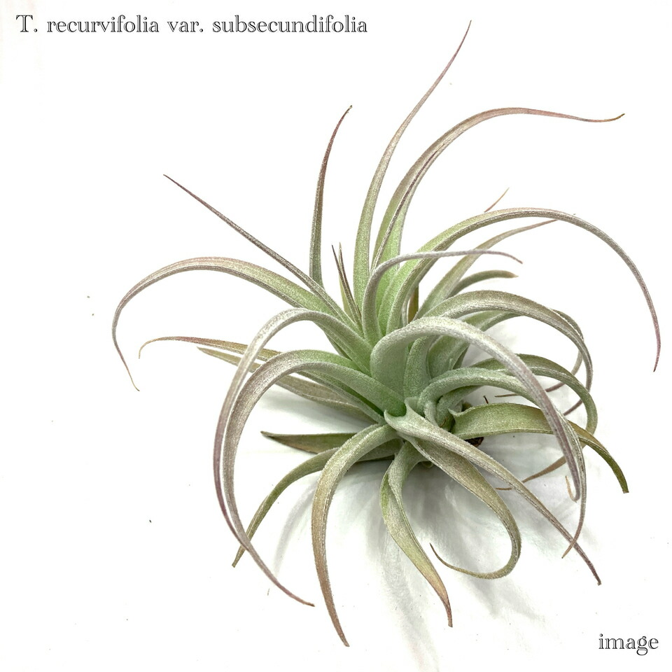 トロピフローラ株】 T. bulbosa f. alba ブルボーサ アルバ トロピ