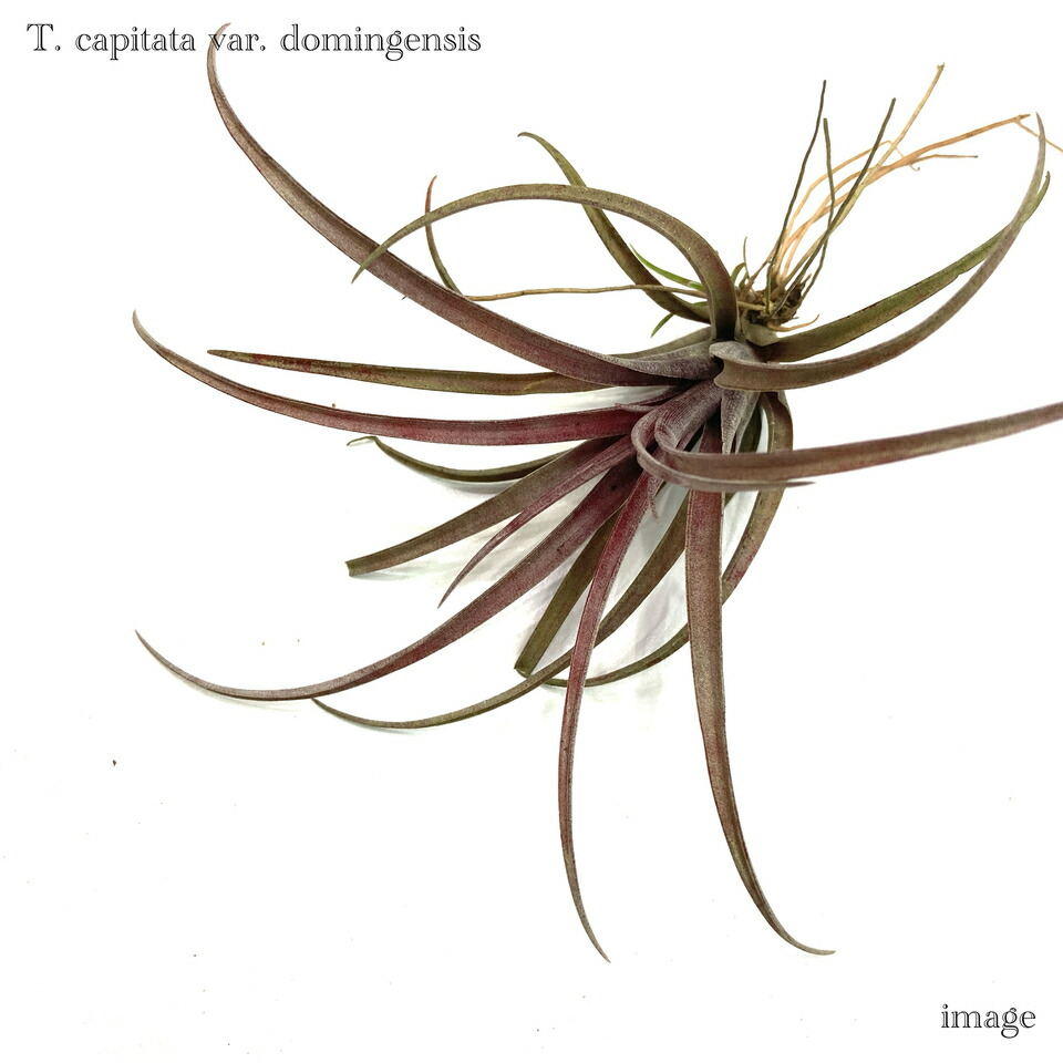 楽天市場】チランジア ドゥラティ SS size (エアープランツ