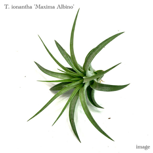 楽天市場】(現品) チランジア ストリクタ ピニフォルミス (No.21882