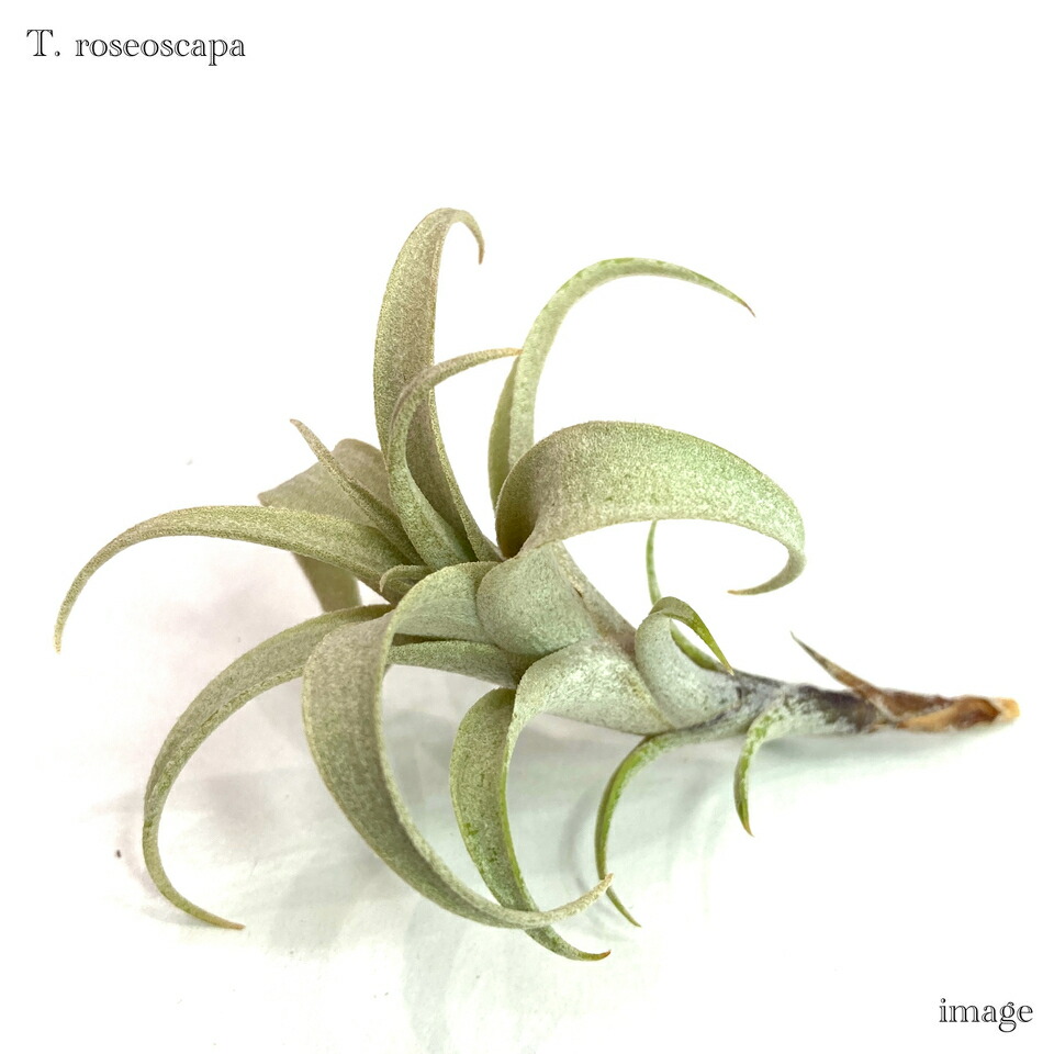 購入不可 チランジア  ドゥラティ (ドーラティ) チランジア ドーラティ(ドゥラティ)【965】 | PROTOLEAF プロト