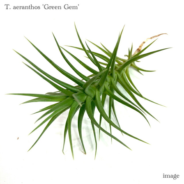 (激レア)チランジア　トリコレピス　クローズドフォーム　タイ便 楽天市場】チランジア トリコレピス (エアープランツ ティランジア