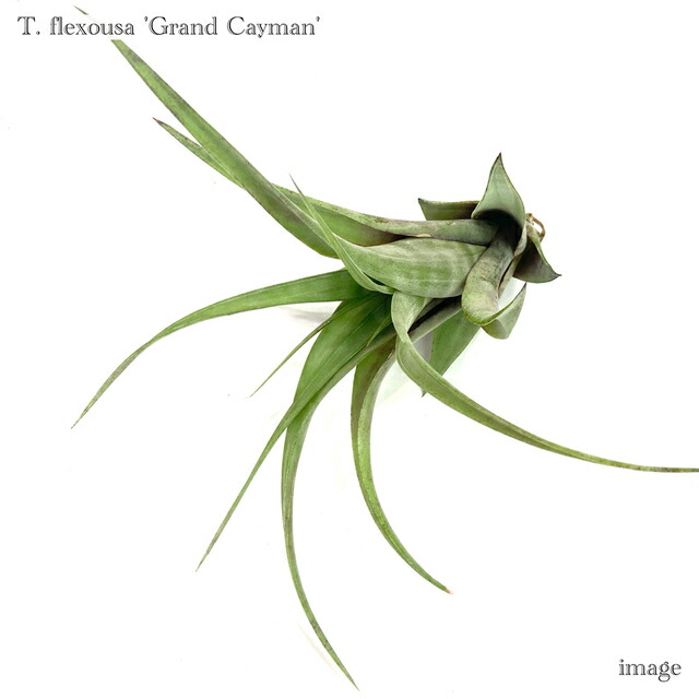 楽天市場】(現品) チランジア ヒルダエ (No.22147) (エアープランツ