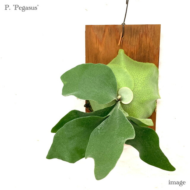 P. quadridichotomum ビカクシダ クアドリディコトマム　株分け ビカクシダ クアドリディコトマム 胞子 - メルカリ