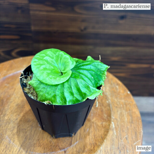 ビカクシダ　ヒリー　ドワーフ　コンパクト、CloudSeries専用出品 楽天市場】(現品) ビカクシダ リドレイ 'ドワーフ&コンパクト' (TC